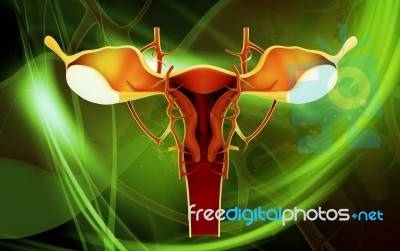 Female Reproductive System Stock Image