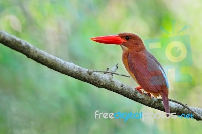 Female Ruddy Kingfisher Stock Photo