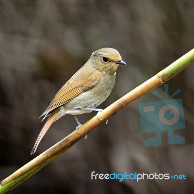 Female Rufous-bellied Niltava Stock Photo