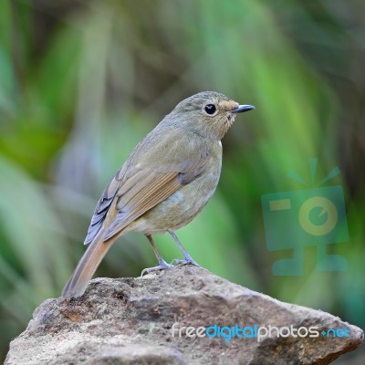 Female Rufous-bellied Niltava Stock Photo