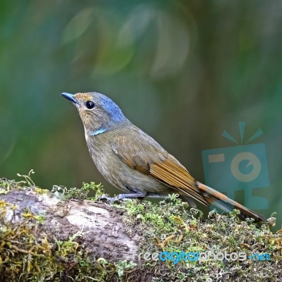 Female Rufous-bellied Niltava Stock Photo