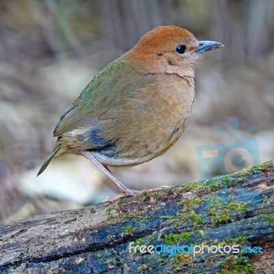 Female Rusty-naped Pitta Stock Photo