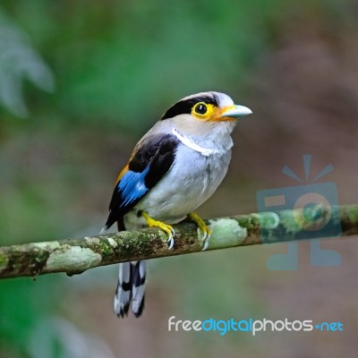 Female Silver-breasted Broadbill Stock Photo