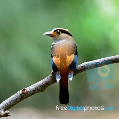 Female Silver-breasted Broadbill Stock Photo