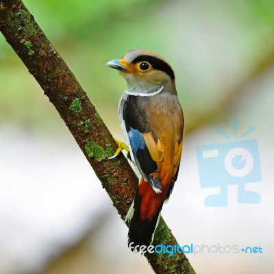 Female Silver-breasted Broadbill Stock Photo