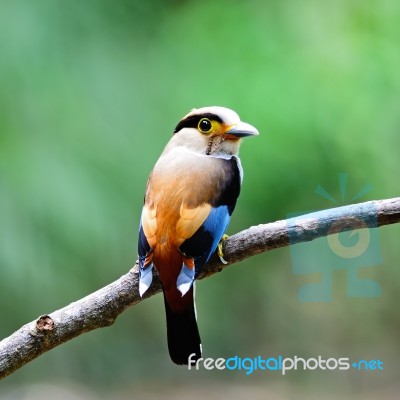 Female Silver-breasted Broadbill Stock Photo