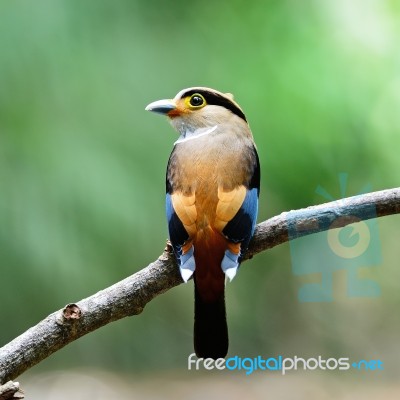 Female Silver-breasted Broadbill Stock Photo