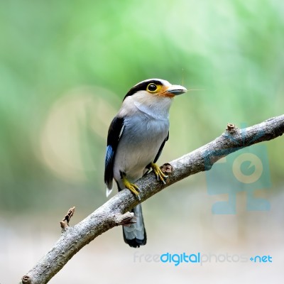 Female Silver-breasted Broadbill Stock Photo