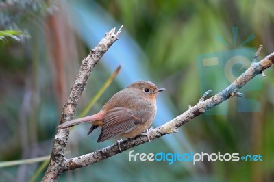 Female Slaty-blue Flycatcher Stock Photo