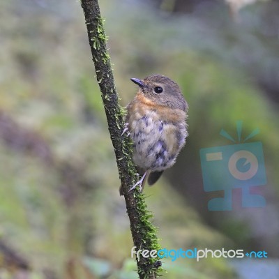 Female Snowy-browed Flycatcher Stock Photo