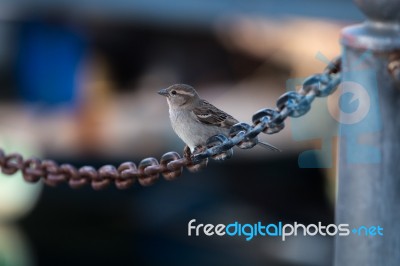 Female Sparrow Stock Photo