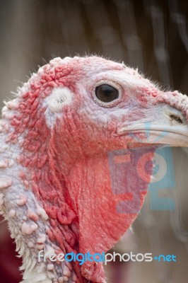 Female Turkey Stock Photo