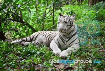 Female White Bengal Tiger Stock Photo