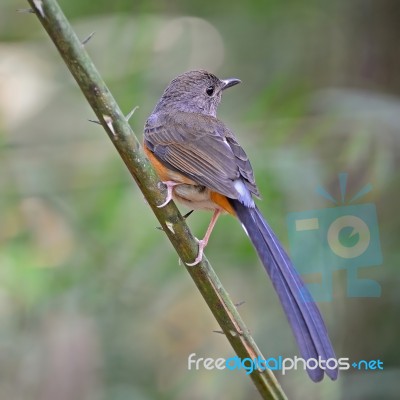 Female White-rumped Shama Stock Photo