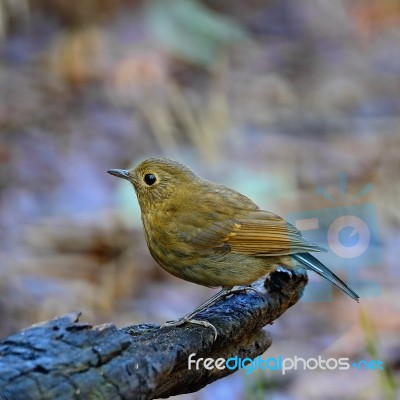 Female White-tailed Robin Stock Photo