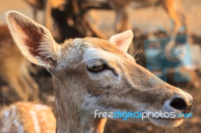 Female Wild Dear Face Stock Photo