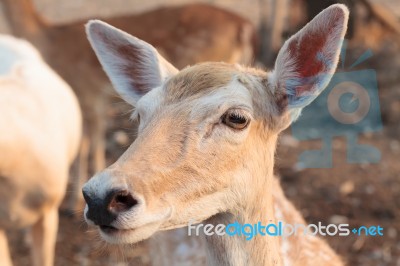 Female Wild Dear Head Stock Photo