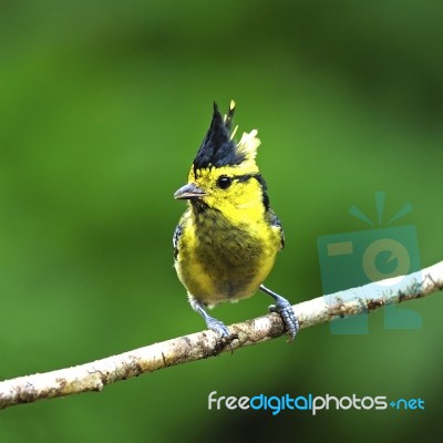 Female Yellow-cheeked Tit Stock Photo