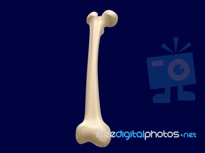 Femur Bone Stock Image