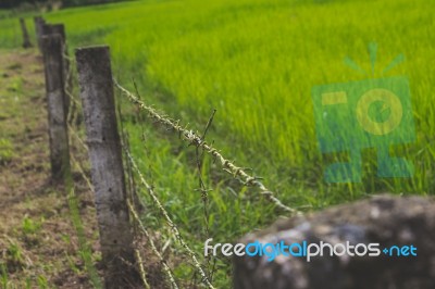 Fenced Field With Green Grass Stock Photo