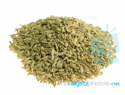 Fenchel (fennel) Isolated Stock Photo