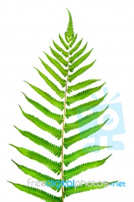 Fern Stock Photo