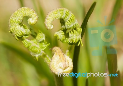 Fern Fronds Heart Horizontal Left Stock Photo