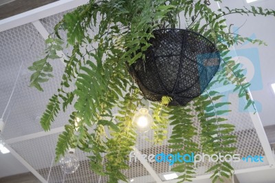 Fern In Plant Pot Hanging On Ceiling Stock Photo