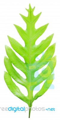 Fern Leaf Isolated On White Background Stock Photo