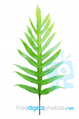 Fern Leaf Isolated On White Background Stock Photo