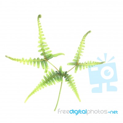 Fern Leaves Stock Photo