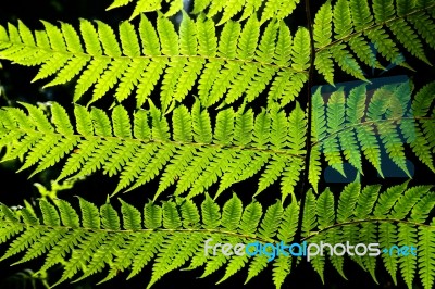 Fern Leaves Stock Photo