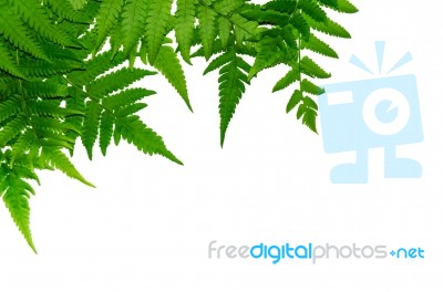 Fern Leaves On White Background Stock Photo