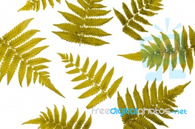 Fern Leaves On White Background Stock Photo