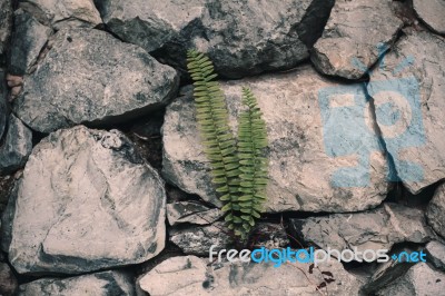 Fern On A Stone Stock Photo