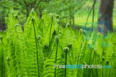 Ferns Stock Photo