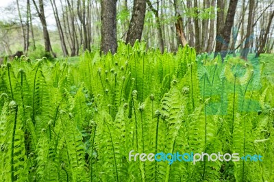 Ferns Stock Photo