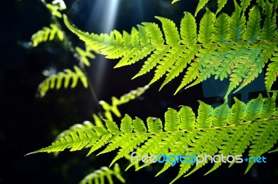 Ferns Stock Photo