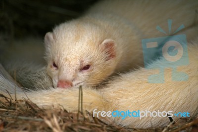 Ferret Stock Photo