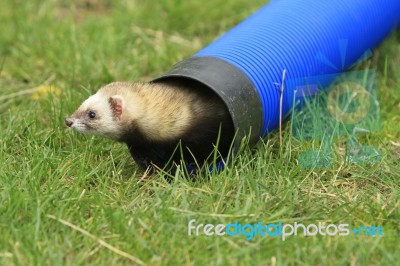 Ferret Stock Photo