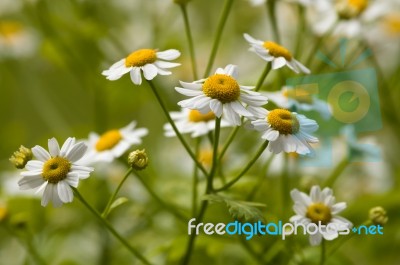 Feverfew - Tanacetum Parthenium - Daisy Flowers Stock Photo