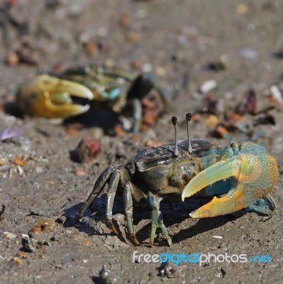 Fiddler Crab Stock Photo