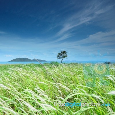 Field Stock Photo