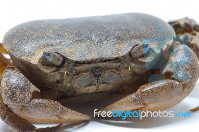 Field Crab Stock Photo