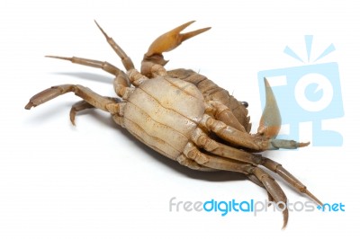 Field Crab Stock Photo