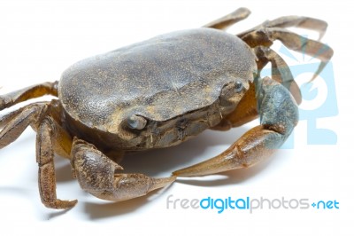 Field Crab Stock Photo