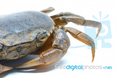 Field Crab Stock Photo