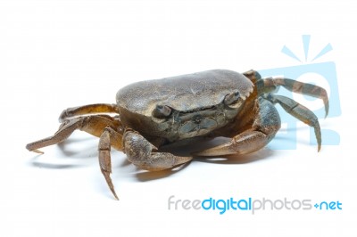 Field Crab Stock Photo