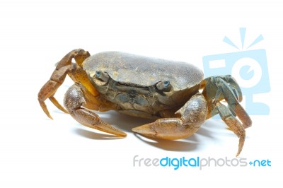 Field Crab Stock Photo