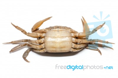 Field Crab Stock Photo